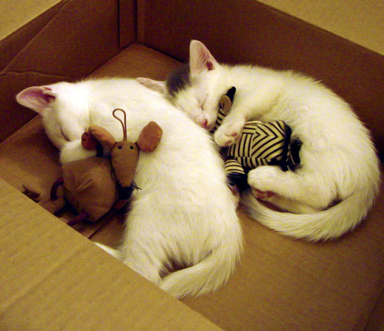 主力轮换带来的战术多样性解析,主力轮换带来的战术多样性解析是什么