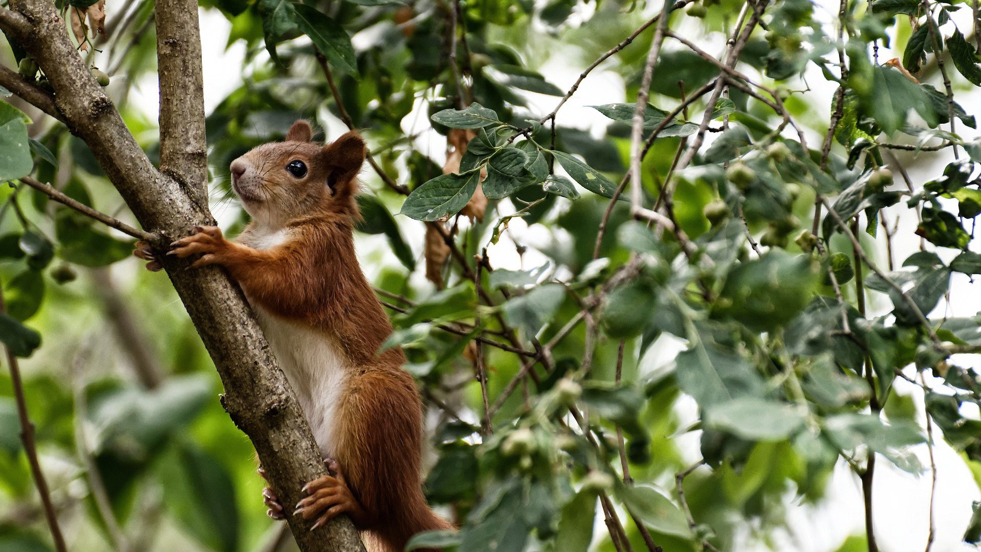 乌拉圭女篮在南美锦标赛中凯旋而归,体育水平不断攀升,乌拉圭 南美