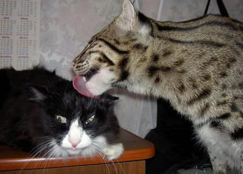 开云体育app入口-恩多比·恩乔：他以精准的踢球与出色的战术视野成为南非进攻核心