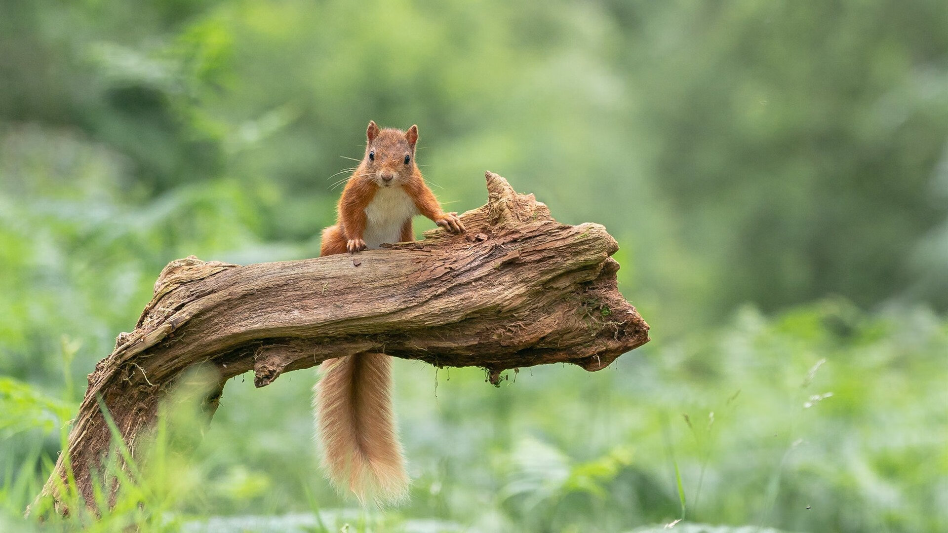 开yun官网-意甲快节奏攻防：瞬间突破，惊艳全场！，意甲6.2秒