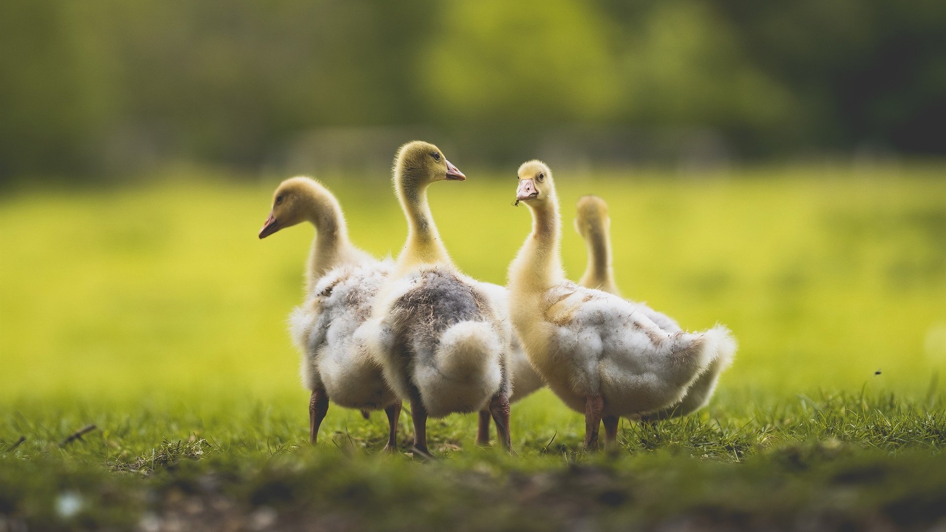 开云体育官网app-掘金主场训练日现场座无虚席，掘金主场战绩