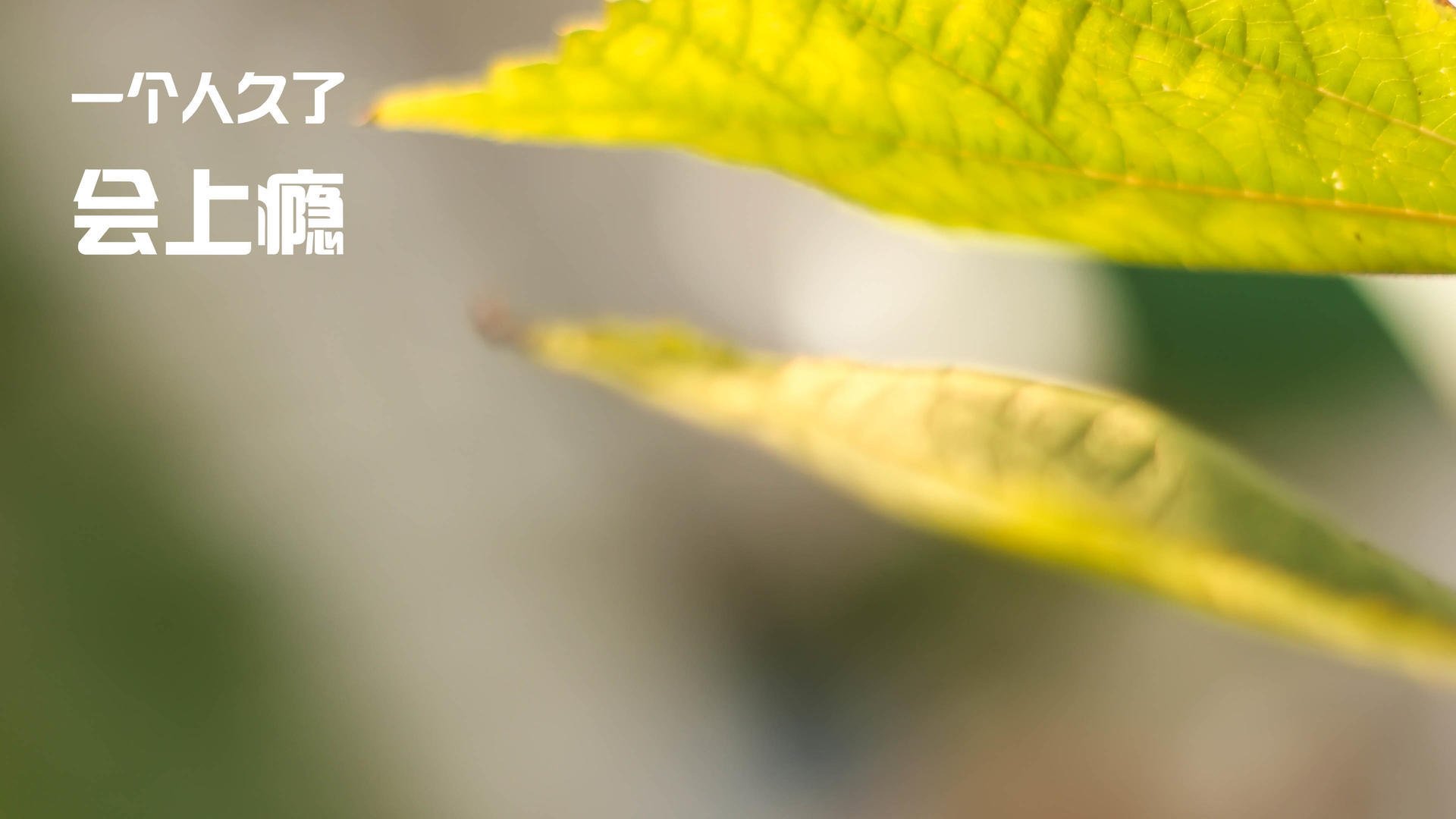 沃尔什蝶泳爆发力引发热议,蝶泳swolf