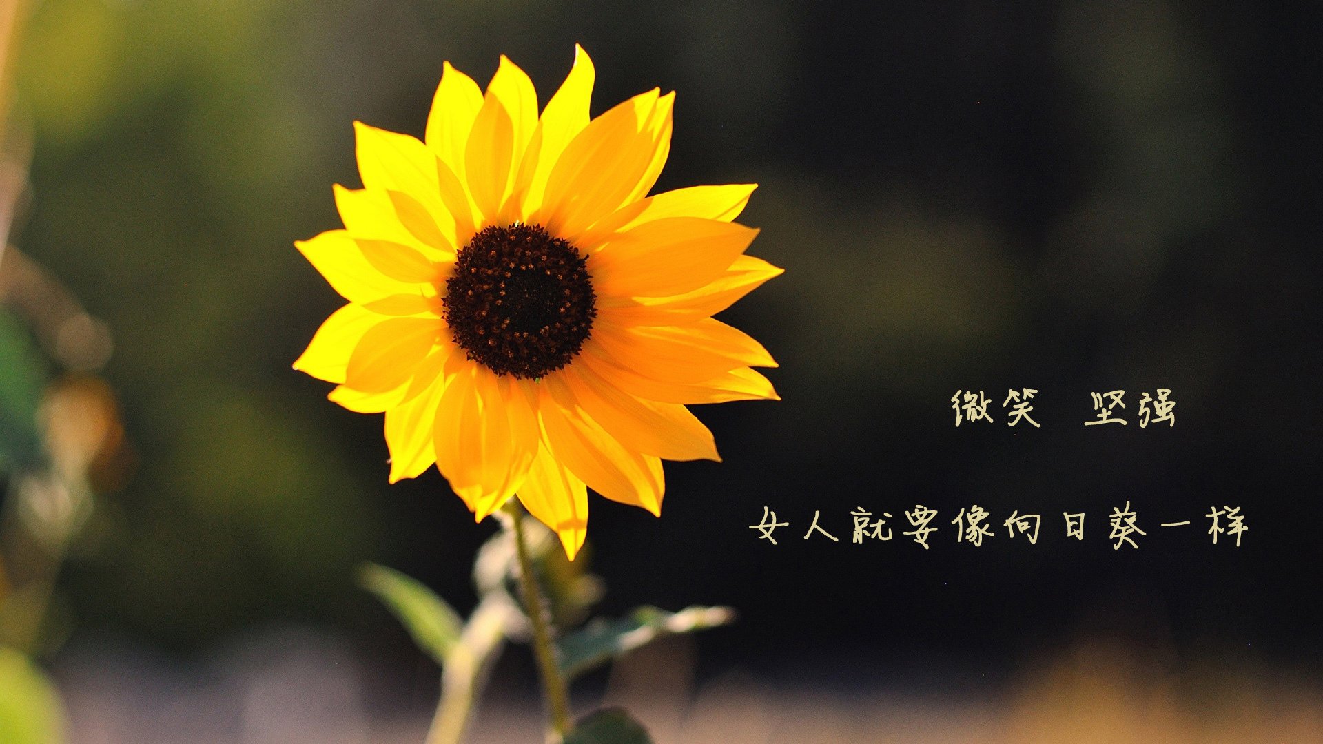 法甲激情四溢:得分瞬间点燃赛场热情,法甲视频集锦