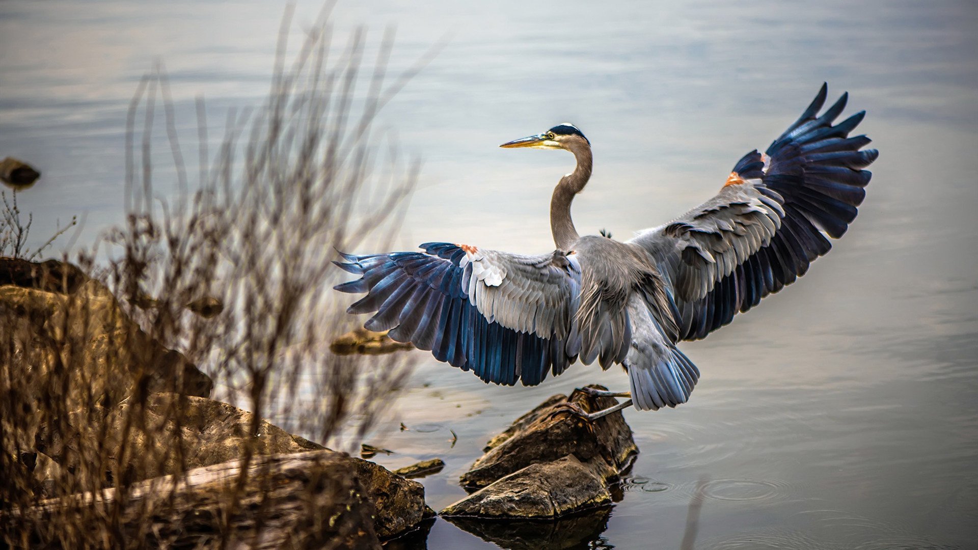 西甲激情无限:明星毛片挑战极限!,毛寸女明星