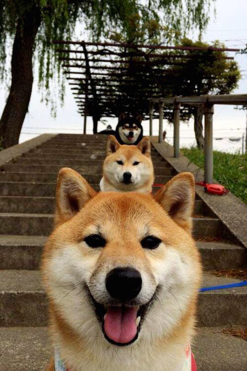 开云体育链接-马修·图穆亚的爆发力与强力冲击成袋鼠队进攻的最大威胁，马修·摩伊头像