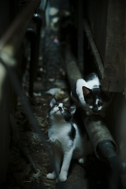 2024年奥运会观众互动创新纪录，2024奥运项目